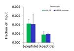 SMARCA1 Antibody in ChIP Assay (CHIP)