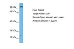 E2F7 Antibody in Western Blot (WB)