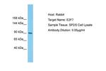 E2F7 Antibody in Western Blot (WB)