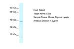 LHX2 Antibody in Western Blot (WB)