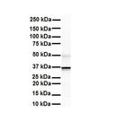 ZFP36L1 Antibody in Western Blot (WB)