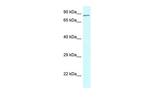 CNOT3 Antibody in Western Blot (WB)