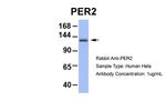 PER2 Antibody in Western Blot (WB)