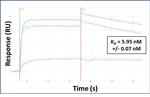 SIDT2 Antibody in Surface plasmon resonance (SPR)