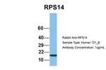 RPS14 Antibody in Western Blot (WB)