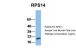 RPS14 Antibody in Western Blot (WB)