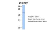 GRSF1 Antibody in Western Blot (WB)