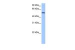 GRSF1 Antibody in Western Blot (WB)