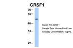 GRSF1 Antibody in Western Blot (WB)