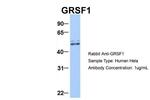 GRSF1 Antibody in Western Blot (WB)