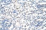 Nuclear Matrix Protein p84 Antibody in Immunohistochemistry (Paraffin) (IHC (P))