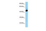 EVL Antibody in Western Blot (WB)