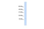 LGALS13 Antibody in Western Blot (WB)