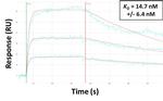 GlyT2 Antibody in Surface plasmon resonance (SPR)