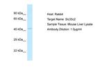 SLC35C2 Antibody in Western Blot (WB)