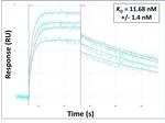 GluD1 Antibody in Surface plasmon resonance (SPR)