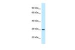 OLIG1 Antibody in Western Blot (WB)