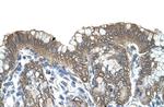 RARRES3 Antibody in Immunocytochemistry (ICC/IF)