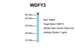 WDFY3 Antibody in Western Blot (WB)