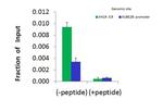 SUV420H1 Antibody in ChIP Assay (CHIP)