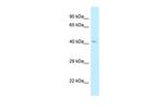 AHCY Antibody in Western Blot (WB)