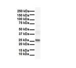 LKAAEAR1 Antibody in Western Blot (WB)