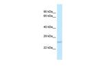 DUSP19 Antibody in Western Blot (WB)