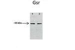 GSR Antibody in Western Blot (WB)