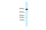 GDF10 Antibody in Western Blot (WB)