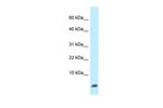 Ubl5 Antibody in Western Blot (WB)