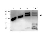 RAB27B Antibody in Western Blot (WB)