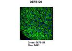 DEFB129 Antibody in Immunohistochemistry (IHC)