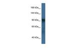 ATG9A Antibody in Western Blot (WB)