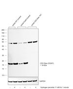 CD3 zeta (CD247) Antibody in Western Blot (WB)