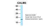 Calmodulin 3 Antibody in Western Blot (WB)