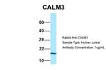 Calmodulin 3 Antibody in Western Blot (WB)