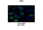 MFI2 Antibody in Immunocytochemistry (ICC/IF)
