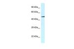 VNN2 Antibody in Western Blot (WB)