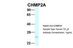 CHMP2A Antibody in Western Blot (WB)