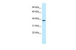 MPPED1 Antibody in Western Blot (WB)