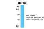 G6PC3 Antibody in Western Blot (WB)