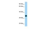 CH25H Antibody in Western Blot (WB)