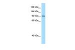 INTU Antibody in Western Blot (WB)