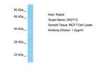 OR2T12 Antibody in Western Blot (WB)