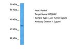 BTN3A2 Antibody in Western Blot (WB)