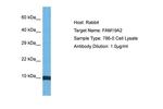 TAFA2 Antibody in Western Blot (WB)