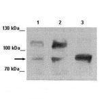 FOXM1 Antibody in Western Blot (WB)