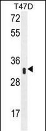 IFI35 Antibody in Western Blot (WB)