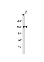 ITGA8 Antibody in Western Blot (WB)