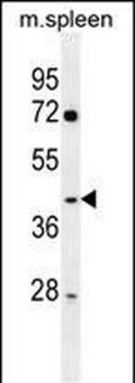 NFKBID Antibody in Western Blot (WB)